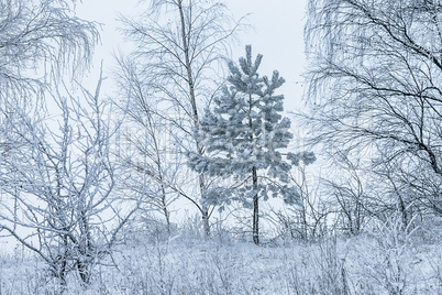 Snow-covered trees in a Winter Day