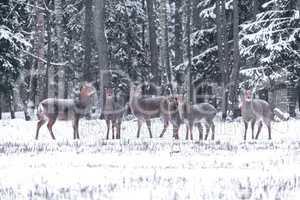 Spotted deer in the winter forest