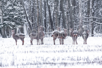 Spotted deer in the winter forest