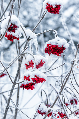 Viburnum on a branch covered with snow