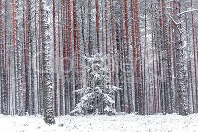 Red pine trees in the winter forest