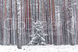 Red pine trees in the winter forest