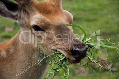 Young deer eating grass