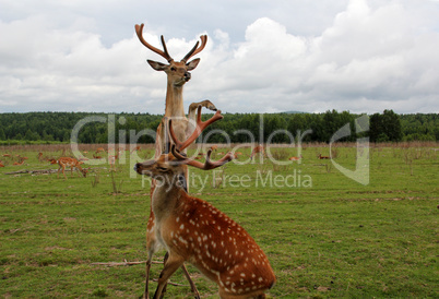 Two reared deer fighting