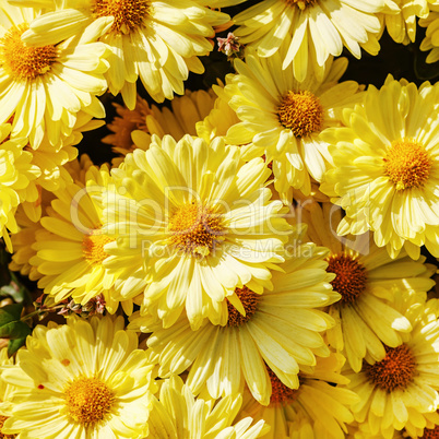Many yellow flowers