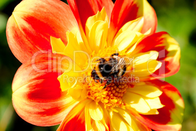 Bee collecting pollen from dahlia