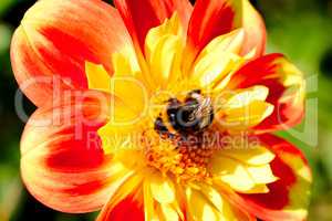 Bee collecting pollen from dahlia