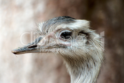 Greater rhea in a park