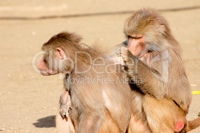 Two hamadryas baboons