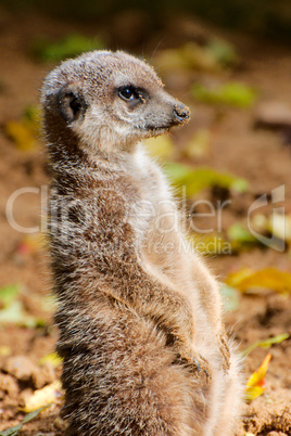 An alert Meerkat