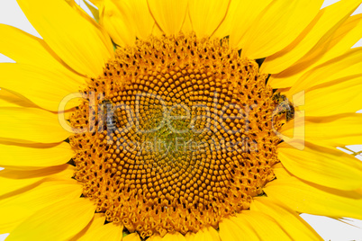 Honey bees on sunflower.