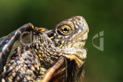 Turtle head closeup