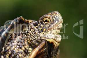 Turtle head closeup