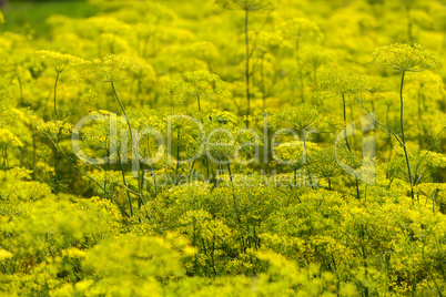 Yellow Flowers dill