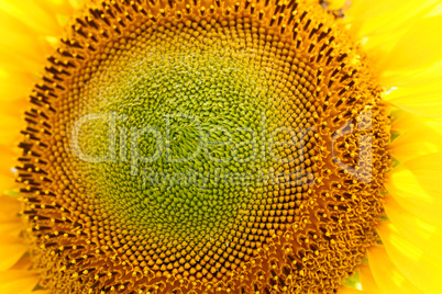 Sunflower field, backlit.