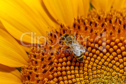 Honey bee on sunflower.