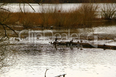 Enten auf dem Möhnesee