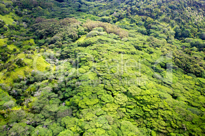 Regenwald auf Kauai