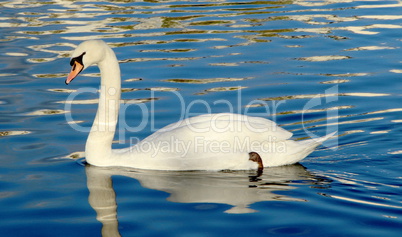 cygne blanc