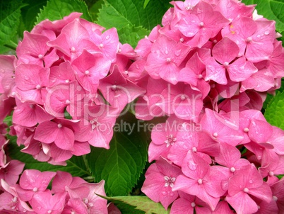 hortensias