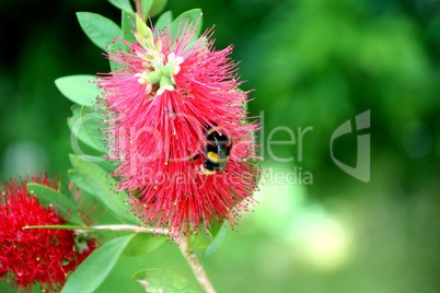 fleur rouge