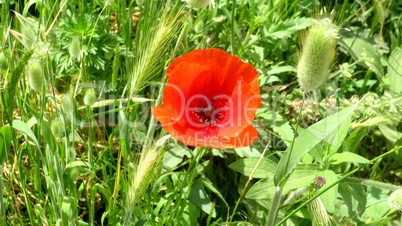 coquelicot