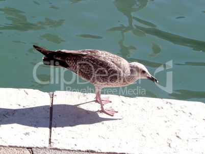 mouette