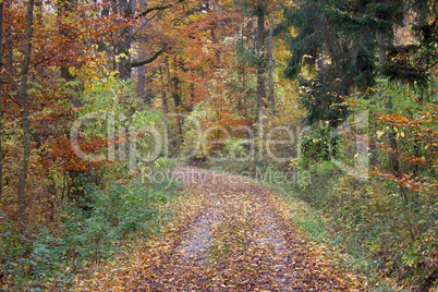 Waldweg