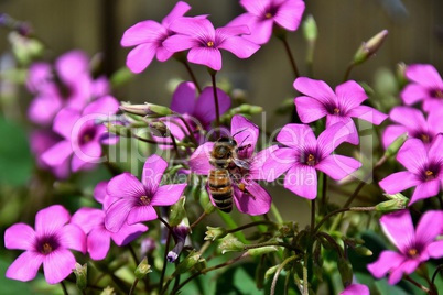 Phlox Blume und eine Biene