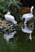 Zwei Pelikane und ihr Spiegelbild im Wasser