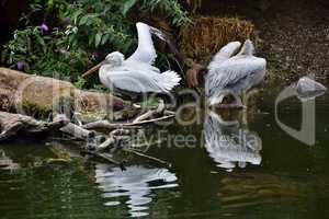 Zwei Pelikane und ihr Spiegelbild im Wasser