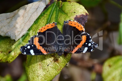 Ein Admiral (Schmetterling) auf einem Weinblatt