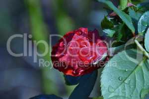 Rote Rose und Wasserperlen