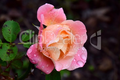 Lachsfarbene Rose mit Wassertropfen