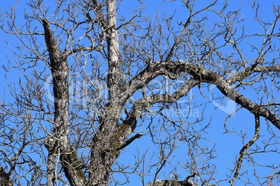 Kahler Birnbaum vor blauem Himmel
