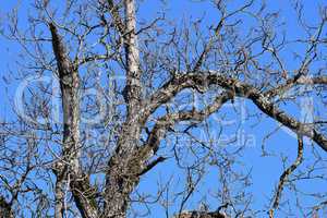 Kahler Birnbaum vor blauem Himmel