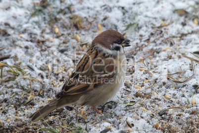 Ein Sperling (Spatz) im Schnee