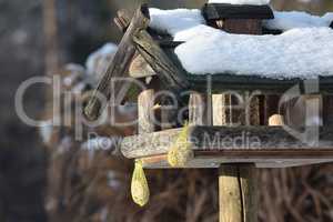 Schwarzdrossel im winterlichem Vogelhaus