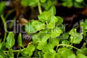 Brunnenkresse, Nasturtium officinale