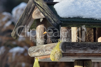 Amselmännchen im winterlichen Vogelhaus