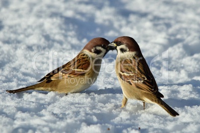 Zwei Spatzen im Schnee