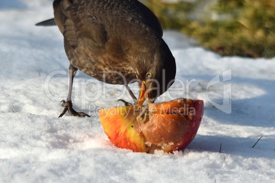 Amsel mit Apfelspalte im Schnee