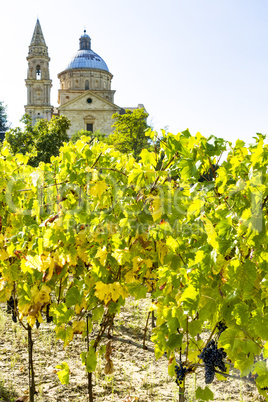 Vineyard with the church of San Biagio of Montepulciano in Tuscany