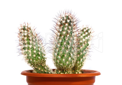 Beautiful prickly cactus