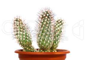 Beautiful prickly cactus