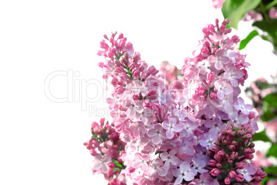 The branch of blossoming lilac