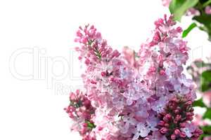 The branch of blossoming lilac