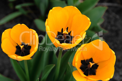 Three yellow tulips