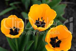 Three yellow tulips