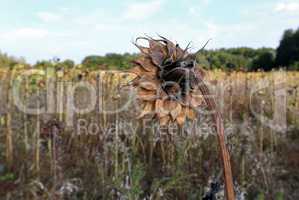 verwelkte Sonnenblume